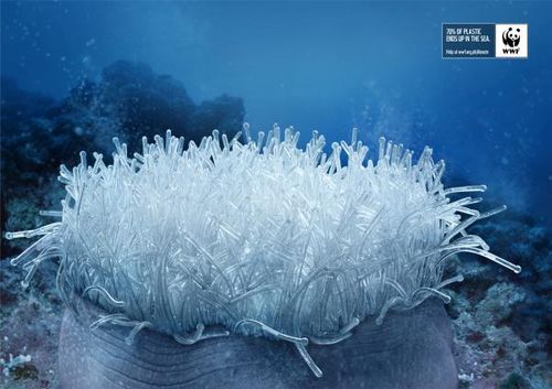 Wwf-marine-protection-campaign-anemone-small-76761