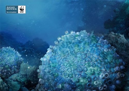 Brain-corals.preview